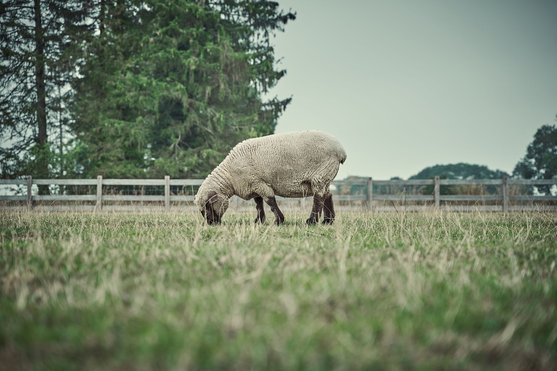 Hegn og eng ved landbrugsejendommen i Hjortlund