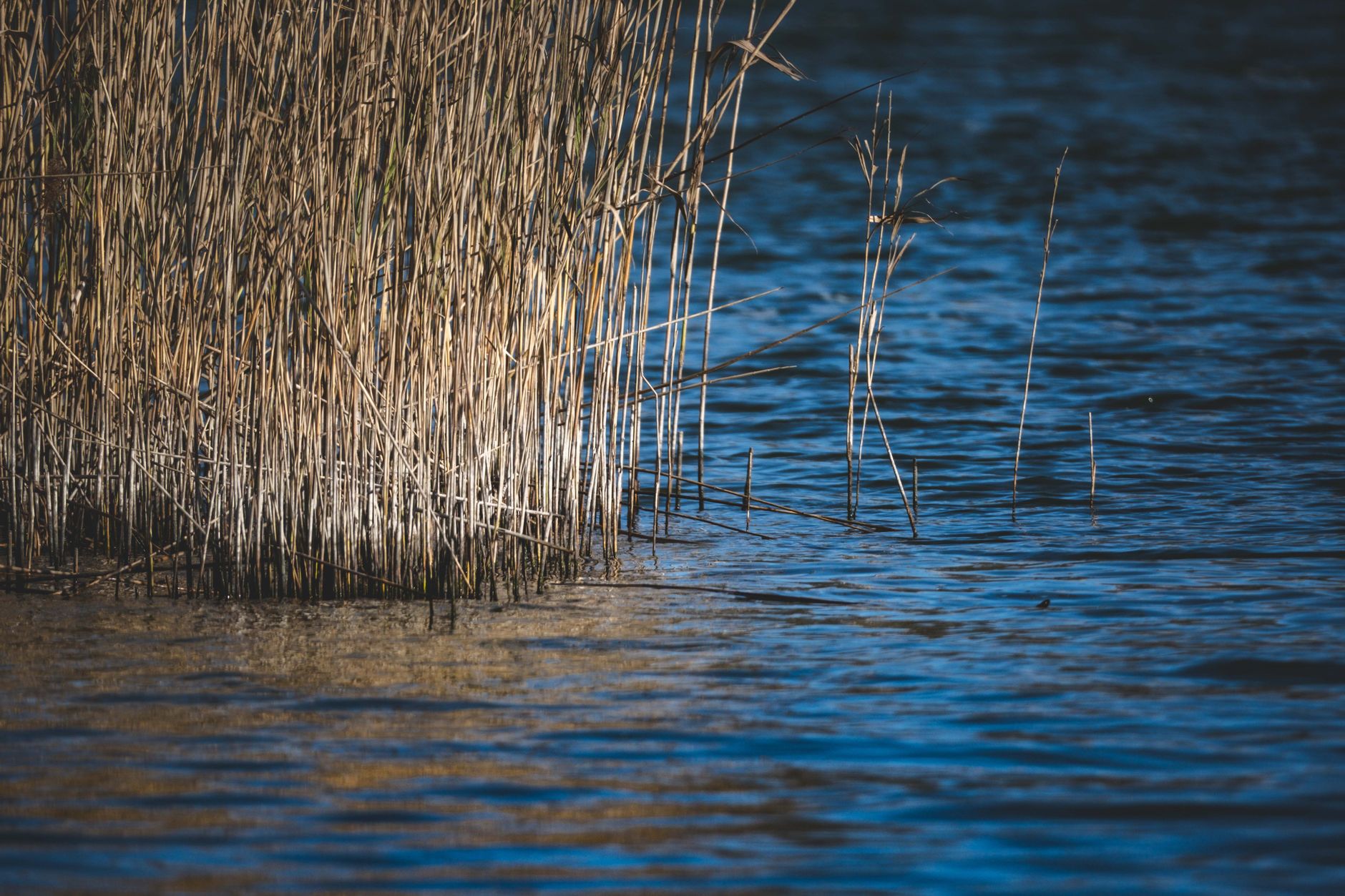 Vandhul med siv ved markerne i Hjortlund