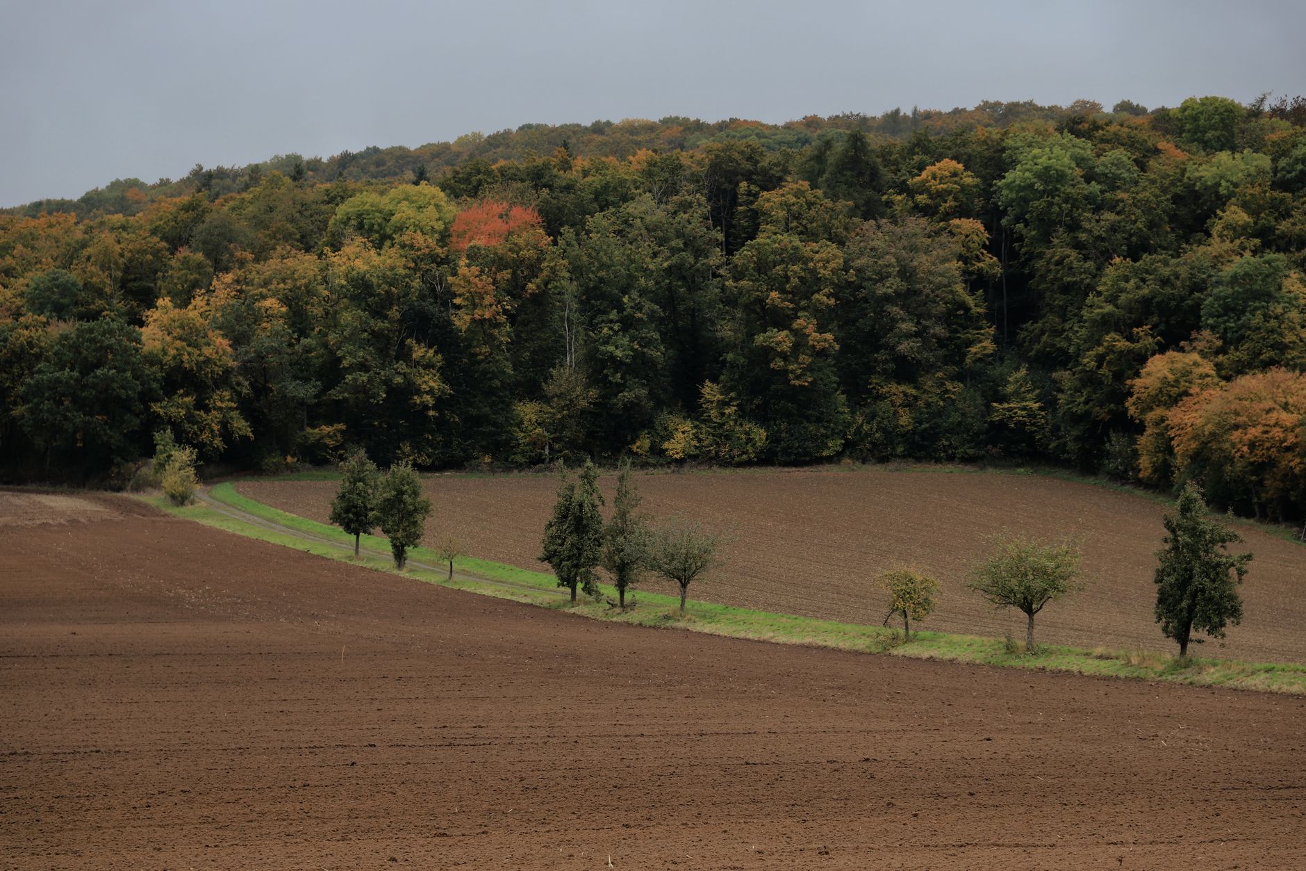 Skovkant langs et landbrugsareal